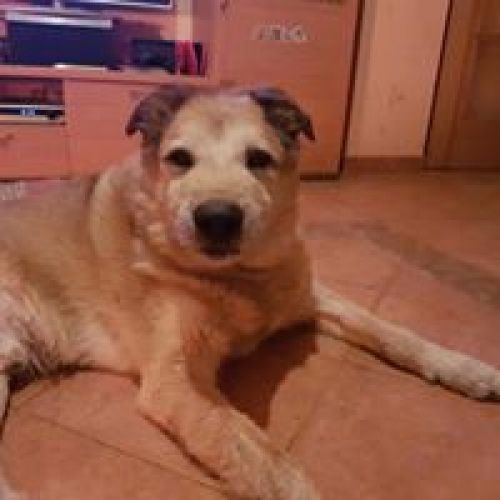 Recuerdo de mascota LEO 9 2 1018
