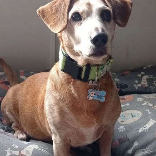 CANELA