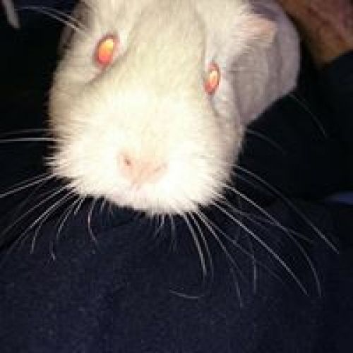 Recuerdo de mascota CARLA  29 09 2016