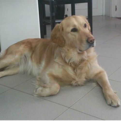 Recuerdo de mascota 1 10 2021