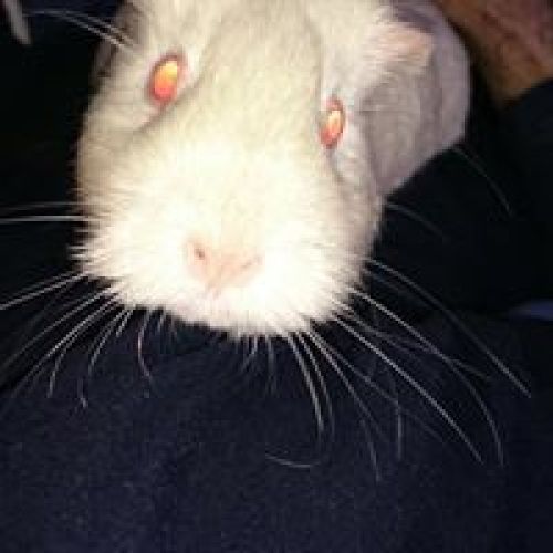 Recuerdo de mascota CARLA  29 09 2016