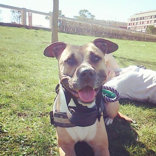 Recuerdo de mascota SHIRA 28 3 2018