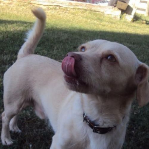 Recuerdo de mascota TOBY 4 4 2018