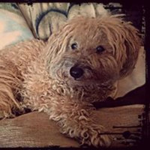 Recuerdo de mascota INDI 20 10 2016